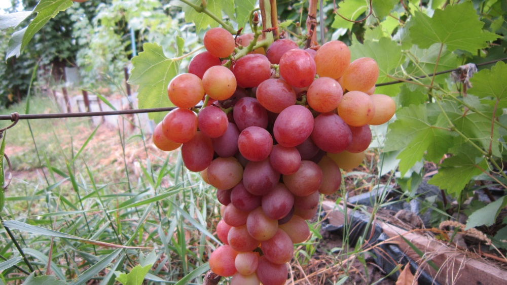 Лучшие изюмные сорта винограда